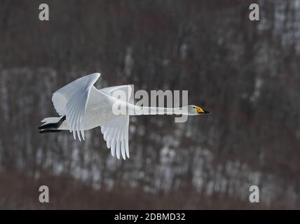 Singschwan (Cygnus Cygnus) Erwachsene im Flug Akan, Hokkaido, Japan März Stockfoto