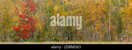 Herbst im Acadia National Park, Maine, USA Stockfoto