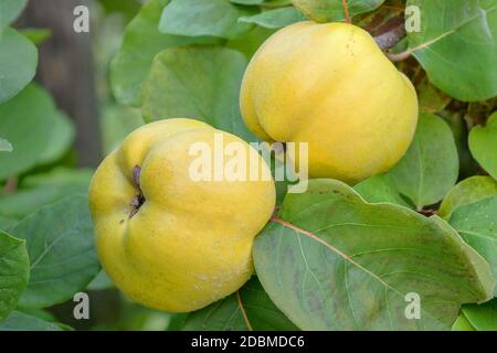 Apfel-Quitte (Cydonia oblonga' Konstantinopeler") Stockfoto