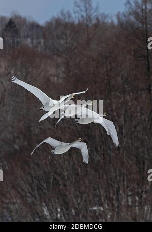 Singschwan (Cygnus cygnus) Erwachsener mit drei Immatrizen im Flug Akan, Hokkaido; Japan März Stockfoto