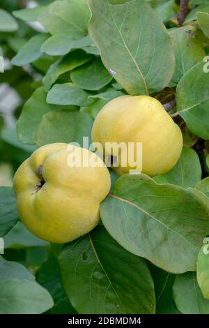 Apfel-Quitte (Cydonia oblonga' Konstantinopeler") Stockfoto