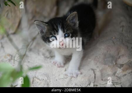 Ein kleines, junges Kätzchen, das aus Hunger nach seiner Mutter ruft, Provinz Alicante, Spanien Stockfoto