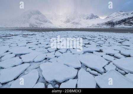 Schneebedeckte Küste von Flakstadpollen bei Ebbe, Flakstadøy, Lofoten Inseln, Norwegen Stockfoto