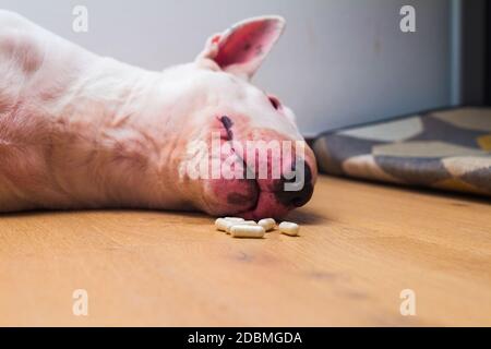 Kranker oder vergifteter englischer Bullterrier-Hund, der auf dem Boden liegt. Stockfoto