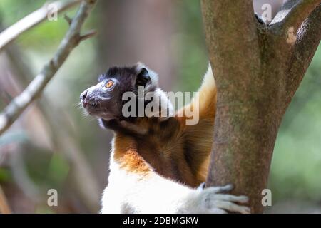 Ein Sifaka Lemur, der sich in der Baumkrone bequem gemacht hat Stockfoto