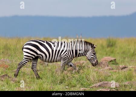 Die Zebrafamilie grast in der Savanne in unmittelbarer Nähe zu anderen Tieren Stockfoto
