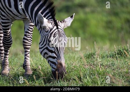 Die Nahaufnahme eines Zebras in einem Nationalpark Stockfoto