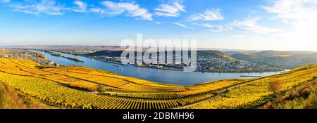 Rüdesheim am Rhein, Hessen, Deutschland. Oberes Mittelrheintal (Mittelrhein), bunte Weinberge, gelber Herbst, blauer Himmel. Panoramaansicht auf bin Stockfoto