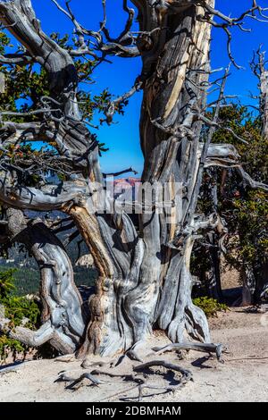 Bristlecone Pine Tree at Cedar Breaks National Monument, ein US National Monument im US-Bundesstaat Utah in der Nähe von Cedar City. Cedar Breaks ist ein Stockfoto