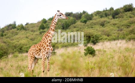 Eine Masai Giraffe in der kenianischen Savanne auf einer Wiese Stockfoto