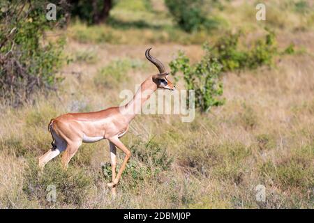 Der Gerenuk wandert im Gras durch die Savanne Stockfoto