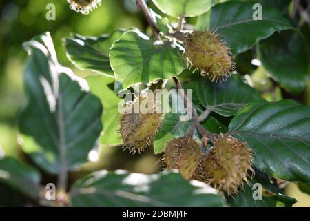 Buche Samen auf dem Ast Stockfoto