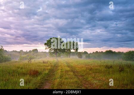 Sommer nebliger Sonnenaufgang auf der Wiese. Landstraße grüne Felder. Zwei große Eichen im Morgennebel. Bewölkt, regnerisch. Weißrussland, Fluss Beresina Stockfoto