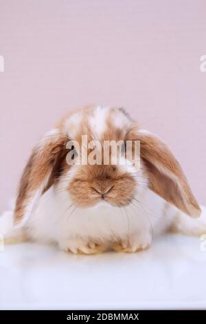 Porträt eines jungen Zwergkaninchens Stockfoto