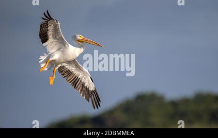 Ein Pelikan in Florida Stockfoto