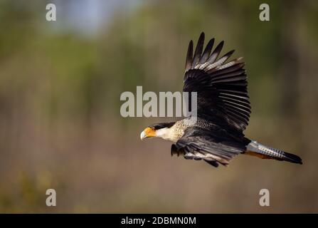 Crested Caracara in Florida Stockfoto