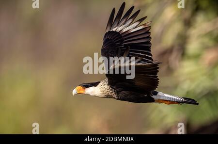 Crested Caracara in Florida Stockfoto