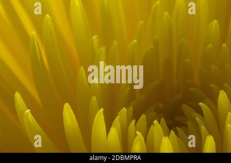Makro/Nahaufnahme des gelben Chrysanthemums Stockfoto