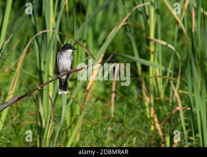 Eastern Kingbird (Tyrannus tyrannus), Kenilworth Aquatic Gardens, Washington, DC Stockfoto