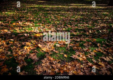 Madrid. November 2020. Das Foto vom 17. November 2020 zeigt die Herbstlandschaft im El Retiro Park, Madrid, Spanien. Quelle: Meng Dingbo/Xinhua/Alamy Live News Stockfoto