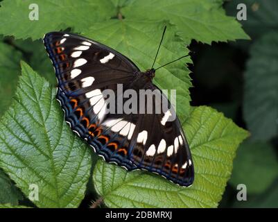 Pappeladmiral, Weibchen, Oberseite, sitzend auf einem Brombeerblatt Stockfoto