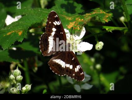 Weißer Admiral, Limenitis camilla, sitzt auf einer Brombeerblüte Stockfoto