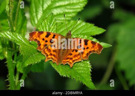 Polygonia c-Album, das Komma, oben Stockfoto