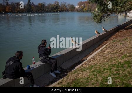 Madrid, Spanien. November 2020. Menschen fotografieren Vögel im El Retiro Park, Madrid, Spanien, 17. November 2020. Quelle: Meng Dingbo/Xinhua/Alamy Live News Stockfoto