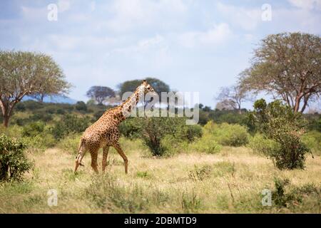 Einige Giraffen wandern zwischen dem Busch in der Landschaft der Savanne Stockfoto