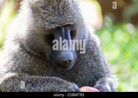 Ein großer Affe spielt mit einem Apfel Stockfoto