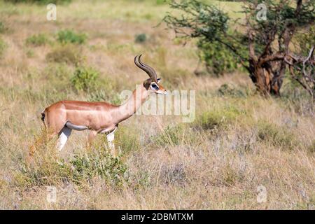 Der Gerenuk wandert im Gras durch die Savanne Stockfoto