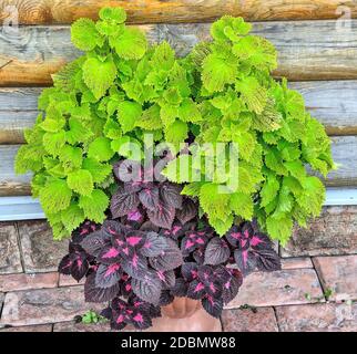 Mix aus zwei verschiedenen Coleus-Varieten im Topf - Zierpflanze mit üppigem, buntem Laub für die Gartengestaltung oder als Heimpflanze. Auch als bezeichnet Stockfoto