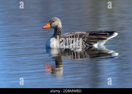 Graugans im Frühjahr in sachsen Stockfoto