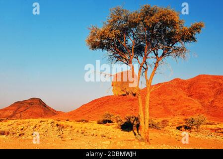 Morgenstimmung im Namib Naukluft National Park, Namibia Stockfoto