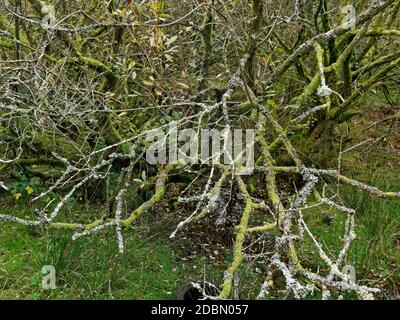 Helman Tor, Bodmin,, Lanlivery, der Saints Way führt durch das Helman Tor Nature Reserve und das prähistorische Hügelfort, Cornwall, Großbritannien, 17. November 202 Stockfoto