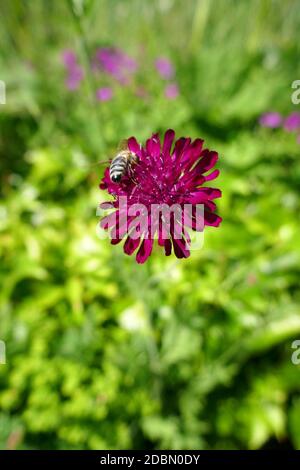 Knautia macedonica Stockfoto