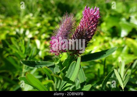Crimson clover Stockfoto