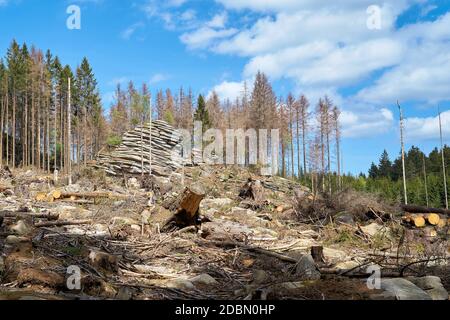Entwaldung zur Bekämpfung des Rindenkäfers auf den Feuersteinklippen bei Schierke im Harz in Deutschland Stockfoto