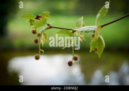 Die Blätter und die Früchte des Platanenbaumes im Frühling Stockfoto