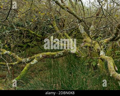 Helman Tor, Bodmin,, Lanlivery, der Saints Way führt durch das Helman Tor Nature Reserve und das prähistorische Hügelfort, Cornwall, Großbritannien, 17. November 202 Stockfoto