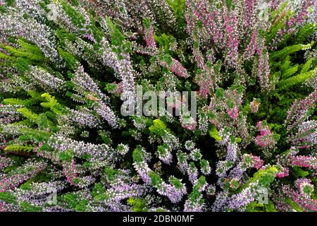 Weiße und violette Blüten von gewöhnlicher Heide Stockfoto