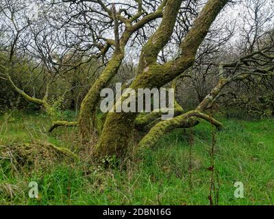 Helman Tor, Bodmin,, Lanlivery, der Saints Way führt durch das Helman Tor Nature Reserve und das prähistorische Hügelfort, Cornwall, Großbritannien, 17. November 202 Stockfoto