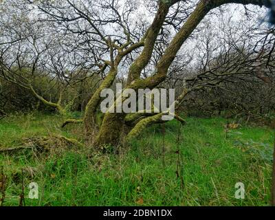 Helman Tor, Bodmin,, Lanlivery, der Saints Way führt durch das Helman Tor Nature Reserve und das prähistorische Hügelfort, Cornwall, Großbritannien, 17. November 202 Stockfoto