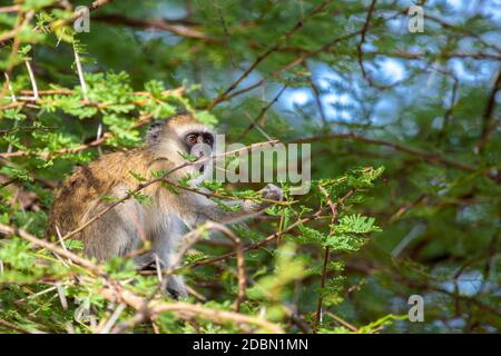 Monkey zwischen den Ästen, auf Safari in Kenia Stockfoto