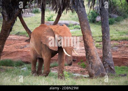 Der rote Elefant wandert zwischen Palmen und Bäumen Stockfoto