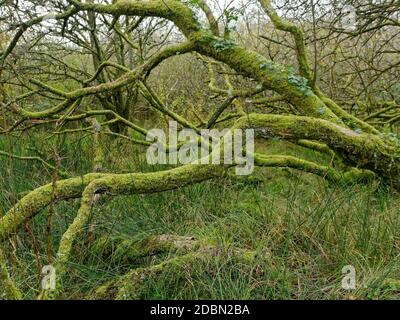 Helman Tor, Bodmin,, Lanlivery, der Saints Way führt durch das Helman Tor Nature Reserve und das prähistorische Hügelfort, Cornwall, Großbritannien, 17. November 202 Stockfoto