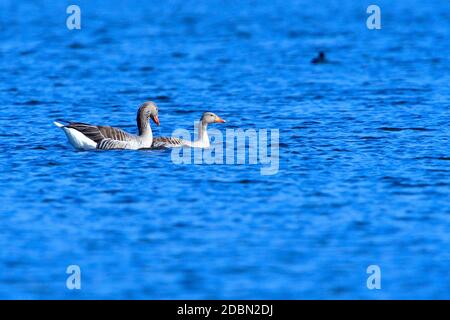 Graugänse im Frühjahr in sachsen Stockfoto