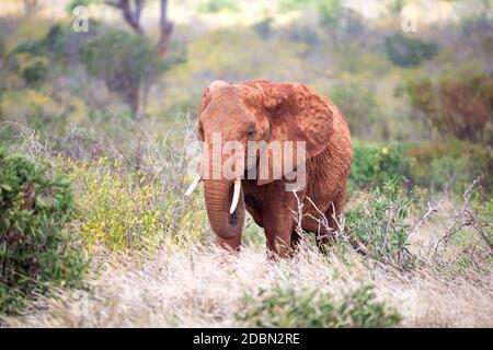 Der rote Elefant wandert zwischen Palmen und Bäumen Stockfoto