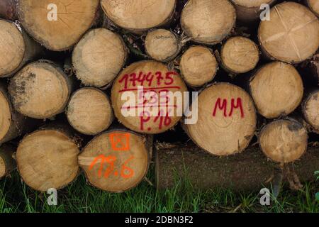 Markierte Baumstämme bei der Waldverwaltung Stockfoto