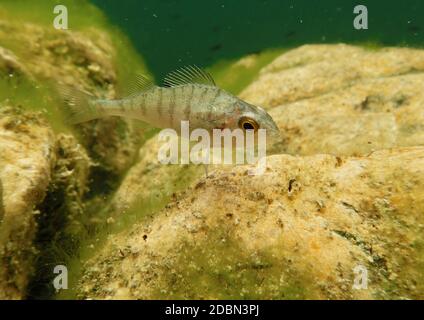 Unterwasseraufnahme eines Stichlebachs in einem Natursee in Österreich Stockfoto